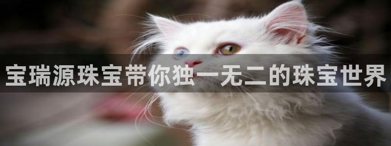 新航娱乐主管是谁
