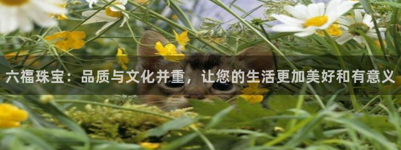 新航娱乐传媒怎么样