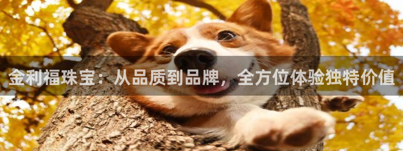 新航娱乐安卓版下载